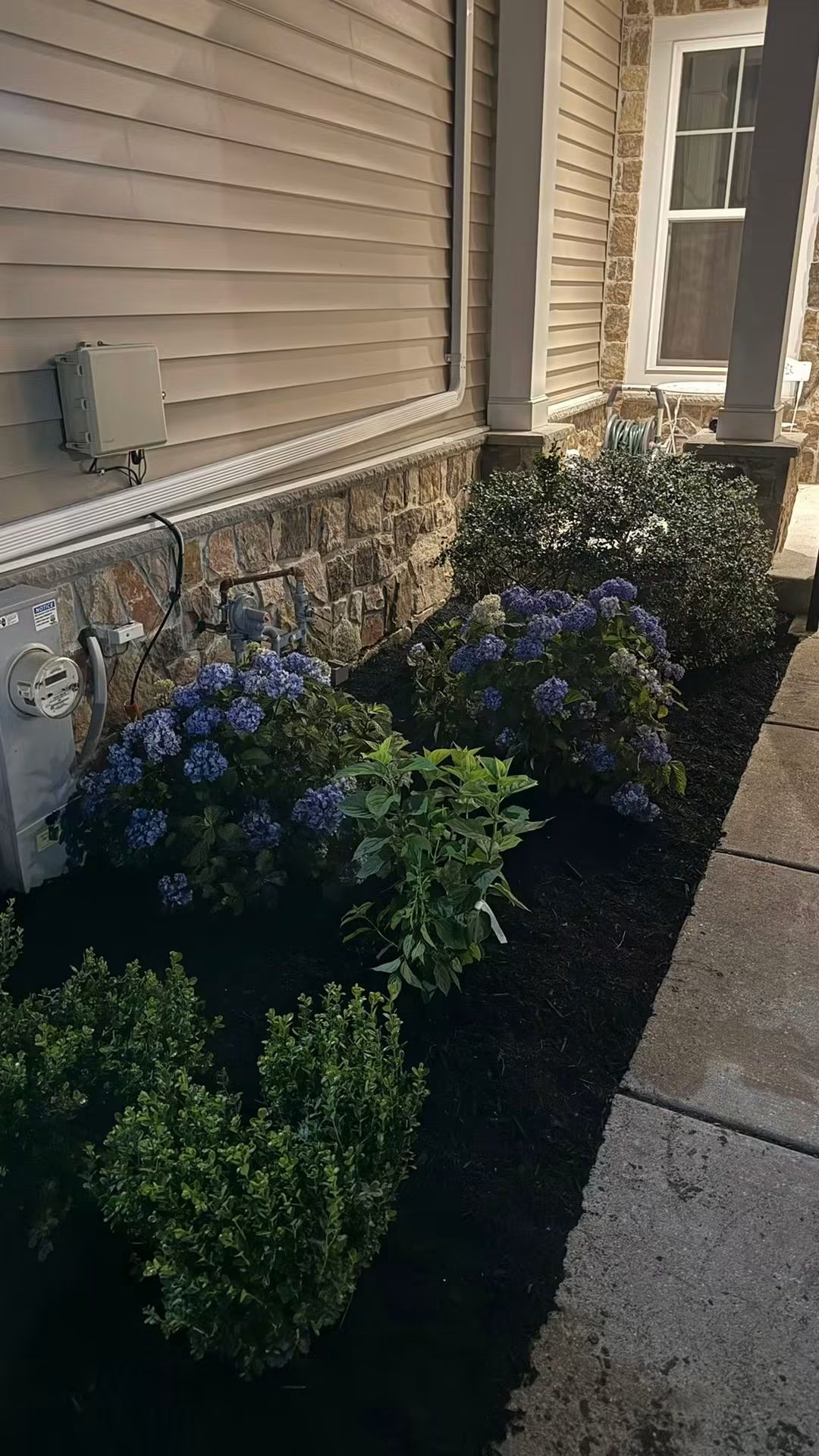 Landscaped bed with blue hydrangeas and fresh mulch