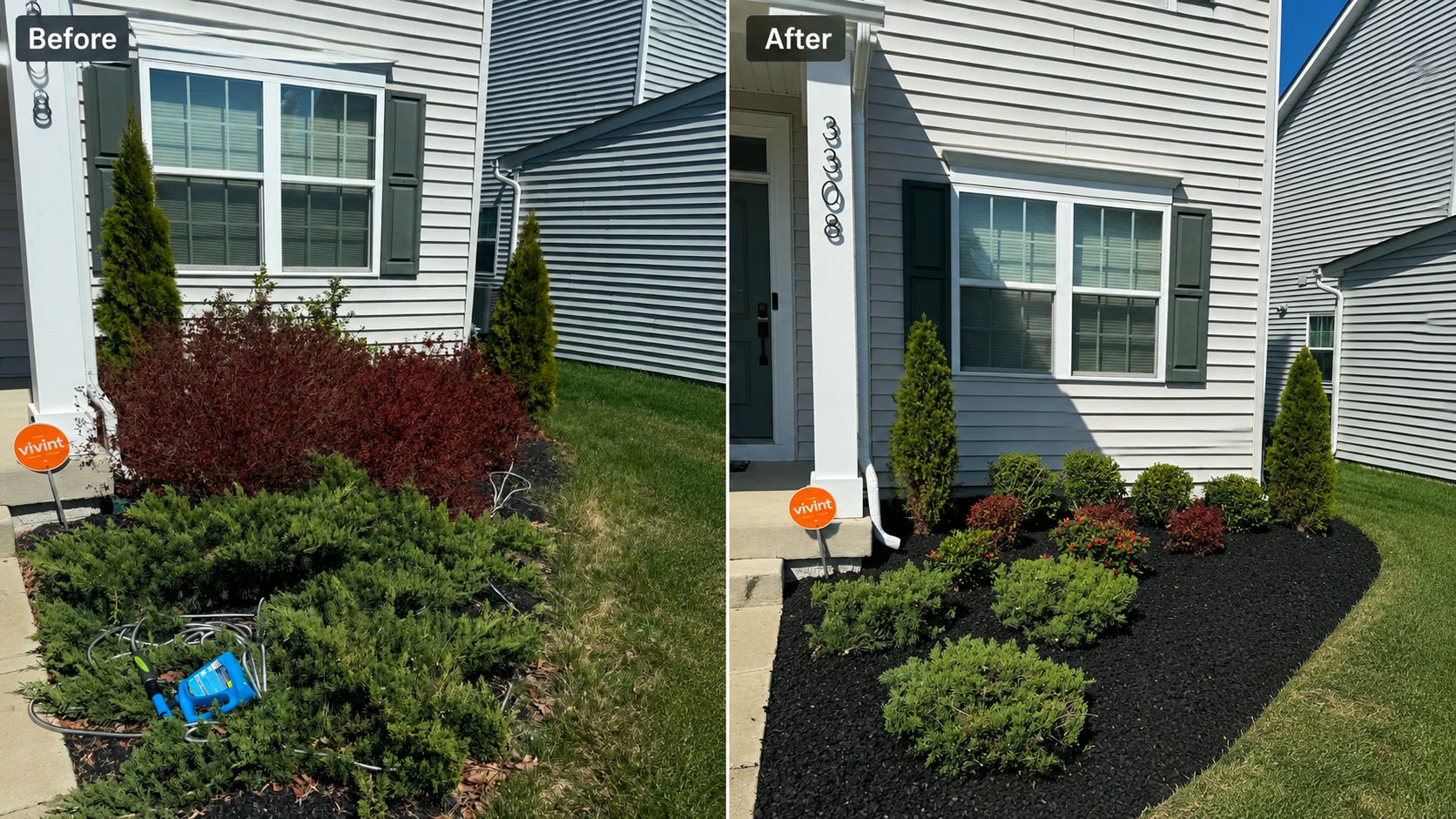 Before and after: overgrown flowerbed cleaned up with fresh black mulch and trimmed shrubs